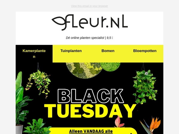 Black TUESDAY - 24 uur ALLE kamerplanten KORTING⚡