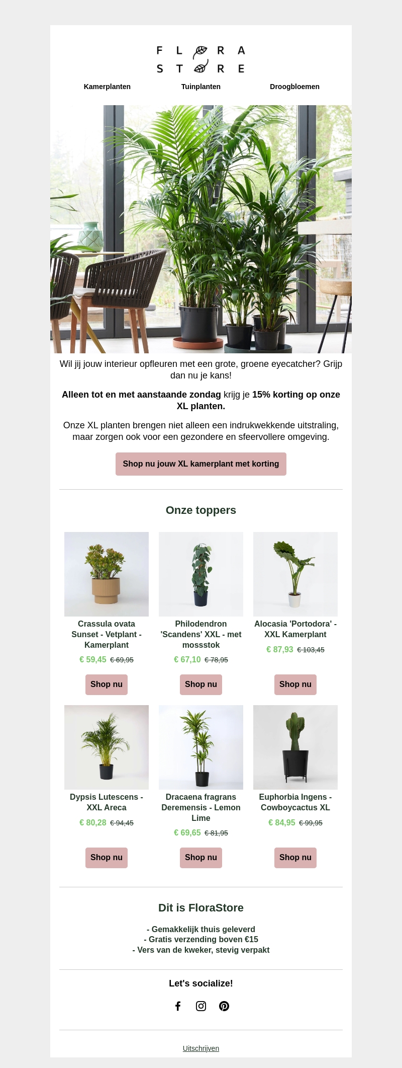 Korting op XL kamerplanten Korting op XL kamerplanten