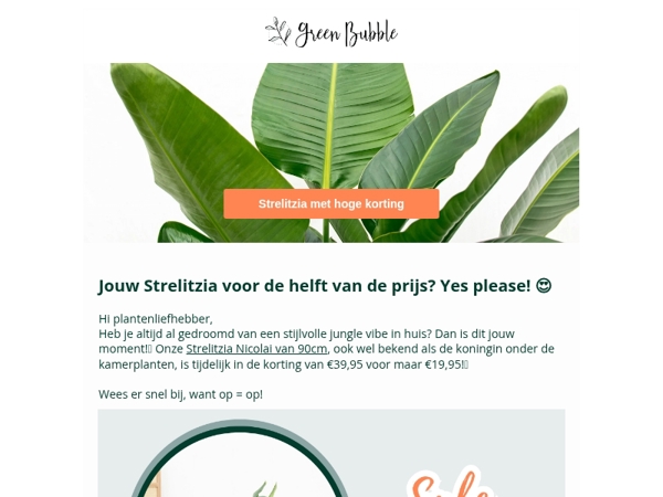 Ontdek onze Strelitzia aanbieding🌿
