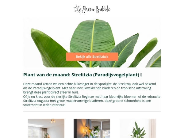 Onze bestseller aller tijden: de Strelitzia (Paradijsvogelplant)🌿