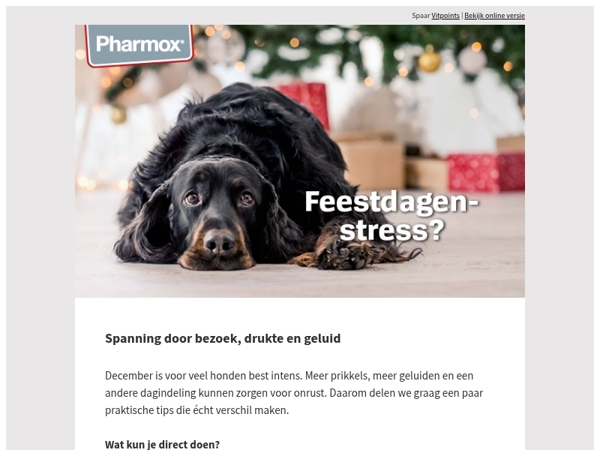 Stress rond de feestdagen? Dit helpt jouw hond direct 🧡