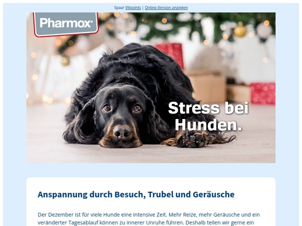Stress in der Feiertagszeit? Das hilft Ihrem Hund sofort 🎄