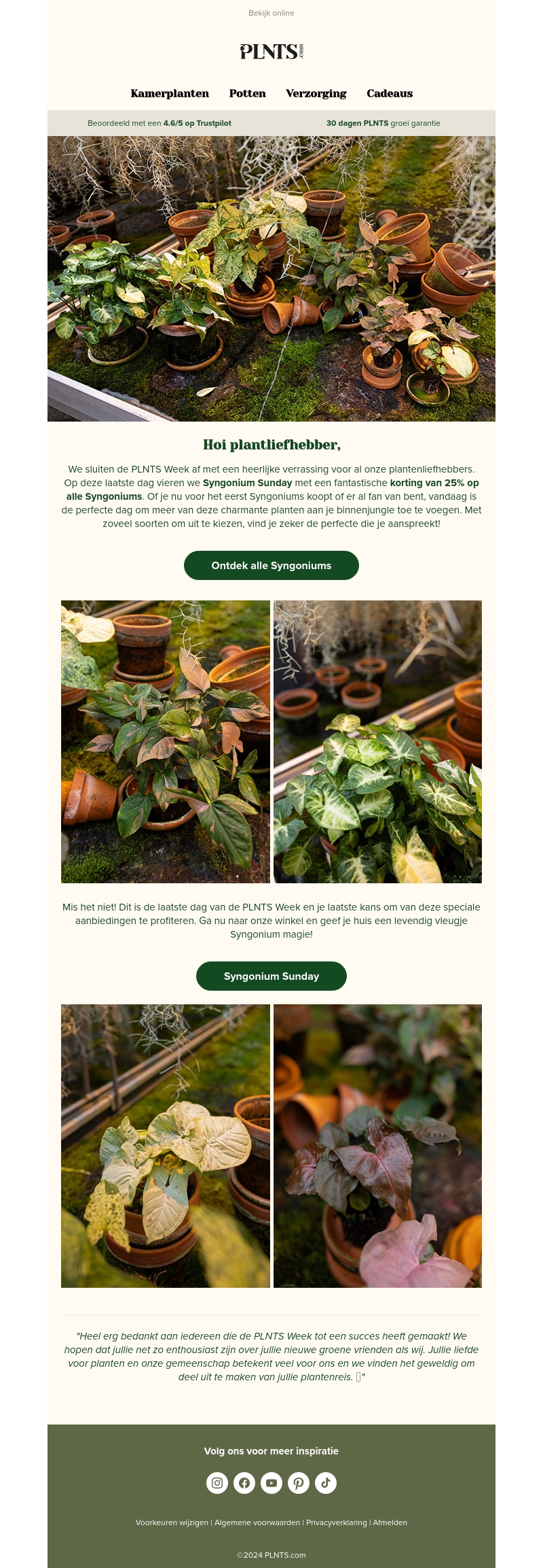 π± Syngonium Sunday: 25% korting op alle Syngoniums! " π± Syngonium Sunday: 25% korting op alle Syngoniums! "