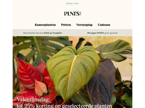 Tot 25% korting op geselecteerde Valentijnsplanten 🌱