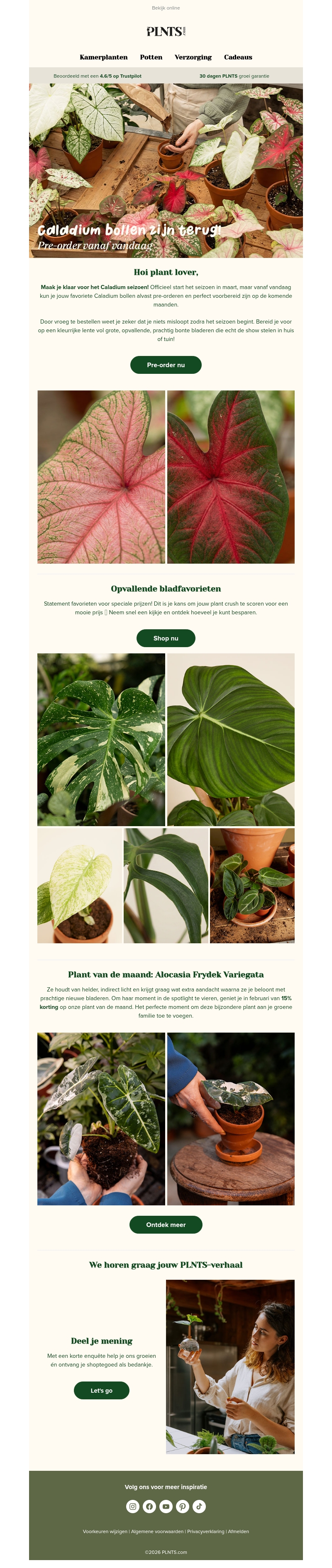 Caladium drop + favorieten sale πΏ Caladium drop + favorieten sale πΏ