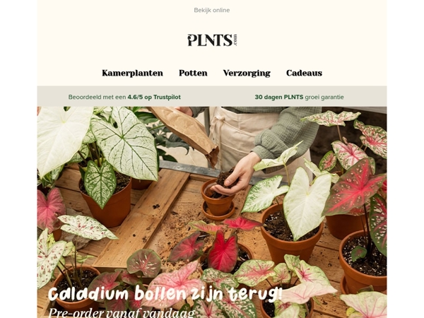 Caladium drop + favorieten sale 🌿