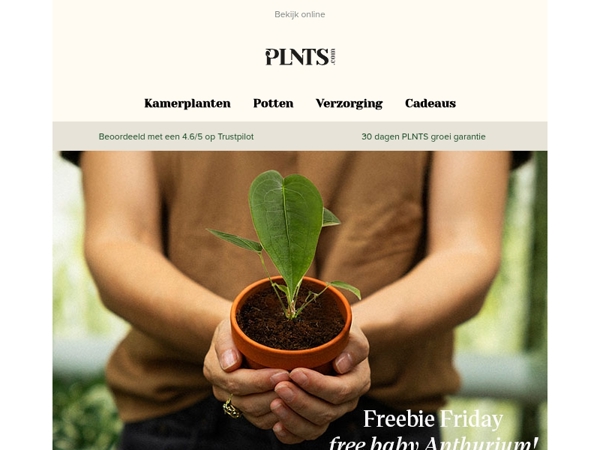 Freebie Friday cadeau: baby Anthurium Peltigerum 🥰