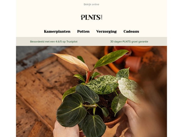 3 babyplanten voor de prijs van 1, alleen dit weekend! 💚🌱