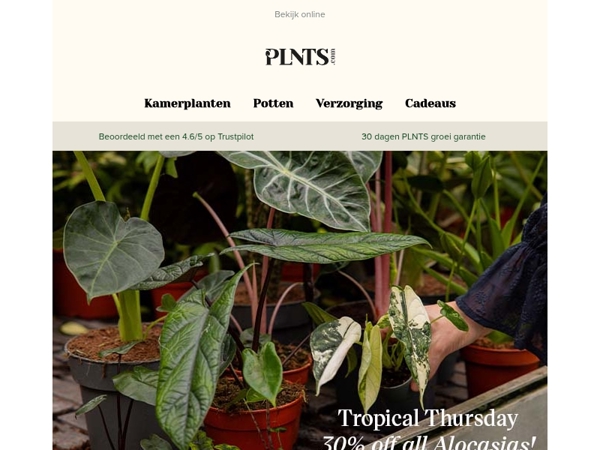 Nieuw bij PLNTS Week: 30% korting op alle Alocasia’s! 🌱