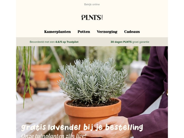 Gratis lavendel bij je bestelling 💜