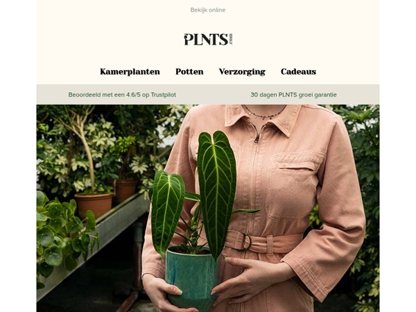 50% korting op de Monstera Variegated tijdens wild leaf weekend! 🌱