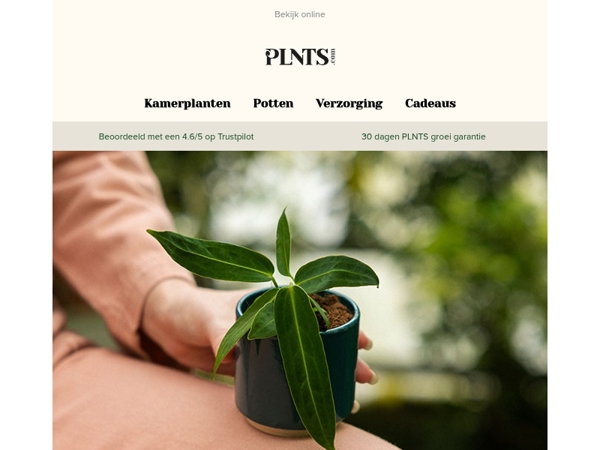 Gratis baby Anthurium Warocqueanum, alleen dit weekend! 💚