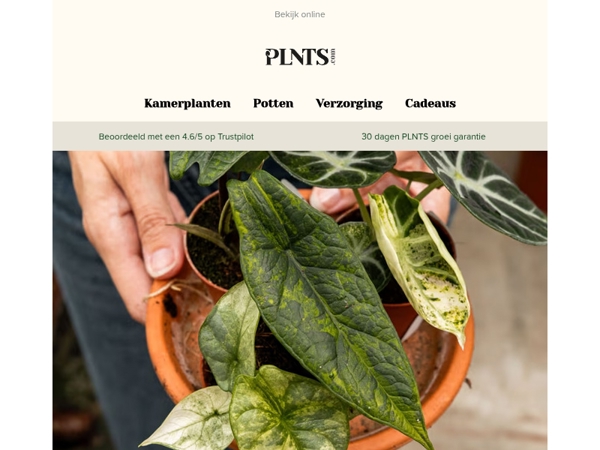 Verras jezelf met nieuwe plantenvrienden + tot 20% korting! 🌱