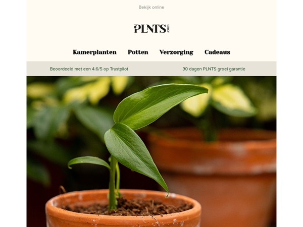 Dit weekend: gratis baby Monstera Burle Marx Flame! 🌱