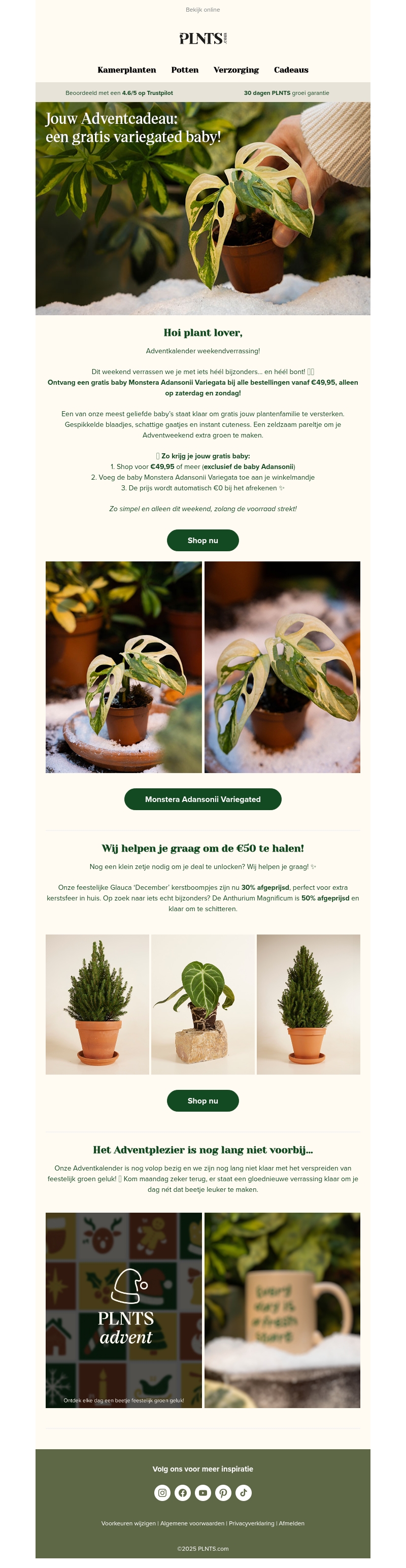 Jouw gratis baby Monstera Adansonii Variegata 💚 Jouw gratis baby Monstera Adansonii Variegata 💚