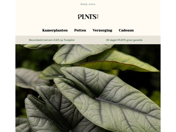 Fris, eenvoudig groen voor elk huis 🌱💚