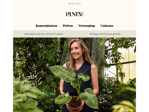 Grote kortingen op onze mooiste kamerplanten 🌿