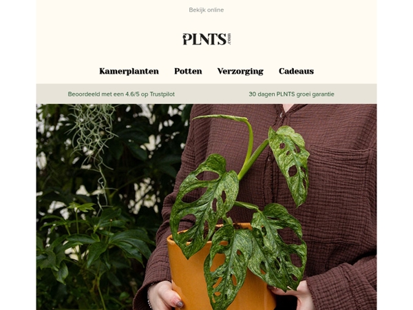 Minty deal: 50% korting op de Monstera Adansonii Mint! 🌱