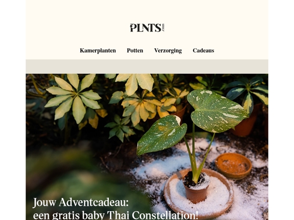 Jouw gratis baby Monstera Thai Constellation ✨