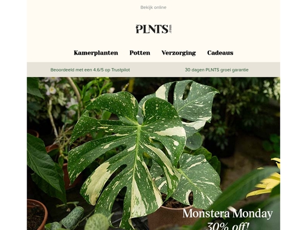 Begin PLNTS Week sterk: 30% korting op alle Monsteras 🌱
