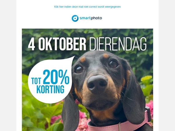 Hi, zet jouw huisdier in het zonnetje  